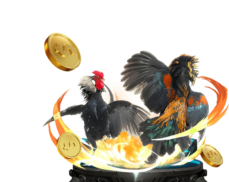 Điểm nổi bật đá gà Thomo trực tiếp